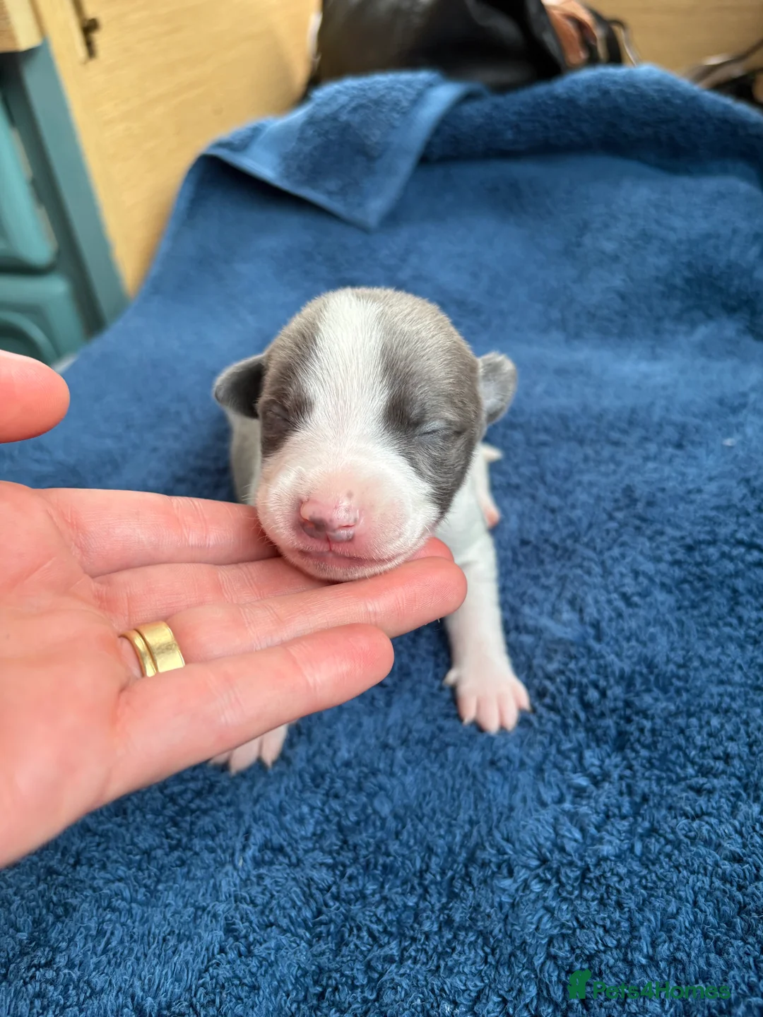 Whippet dogs for sale: 💕⭐️KC WHIPPET PUPS⭐️ 💕 - Advert 12