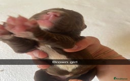 Mixed Breed dogs for sale: Border Collie Cocker puppies - Image 15