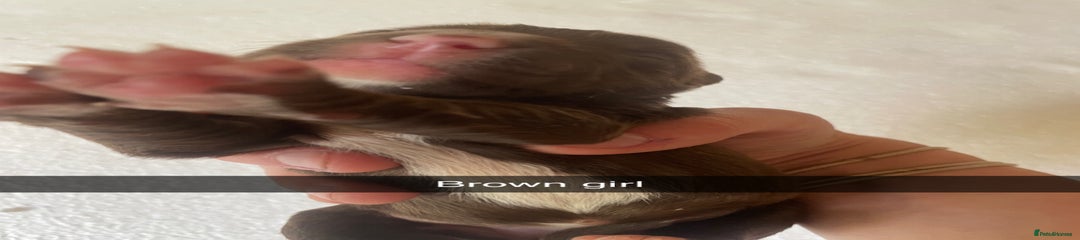 Mixed Breed Puppy 8