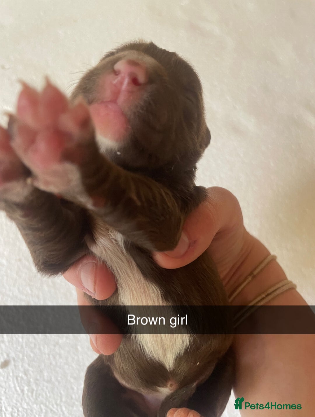 Mixed Breed dogs for sale: Border Collie Cocker puppies - Image 15