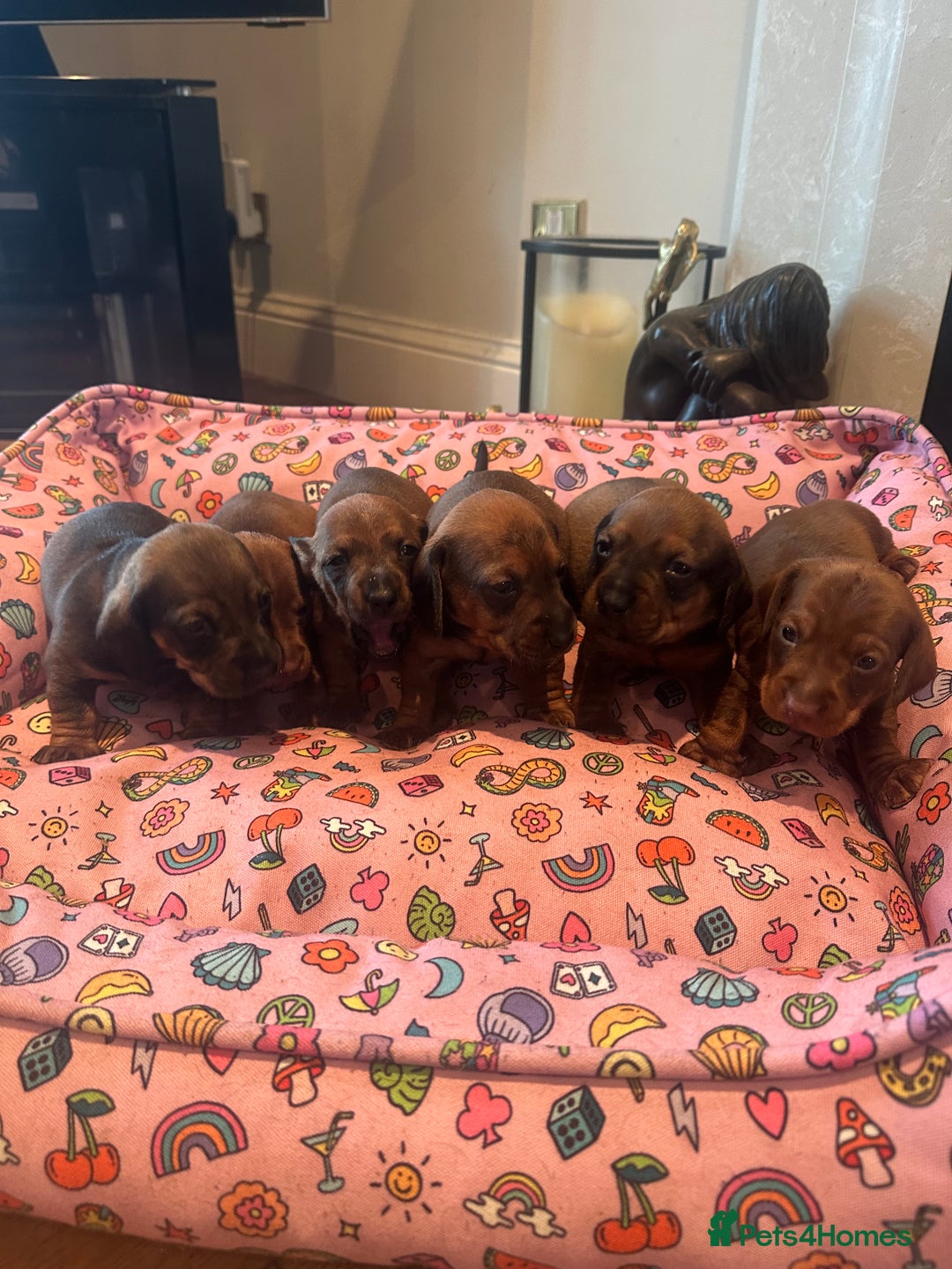 Dachshund dogs for sale: 3x Dachshund Puppies - Advert 6
