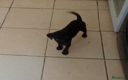Patterdale Terrier dogs for sale:  READY NOW Patterdale pup for sale - Image 6
