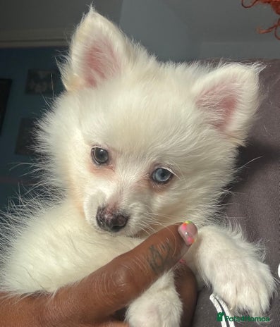 Pomchi dogs - Advert 1