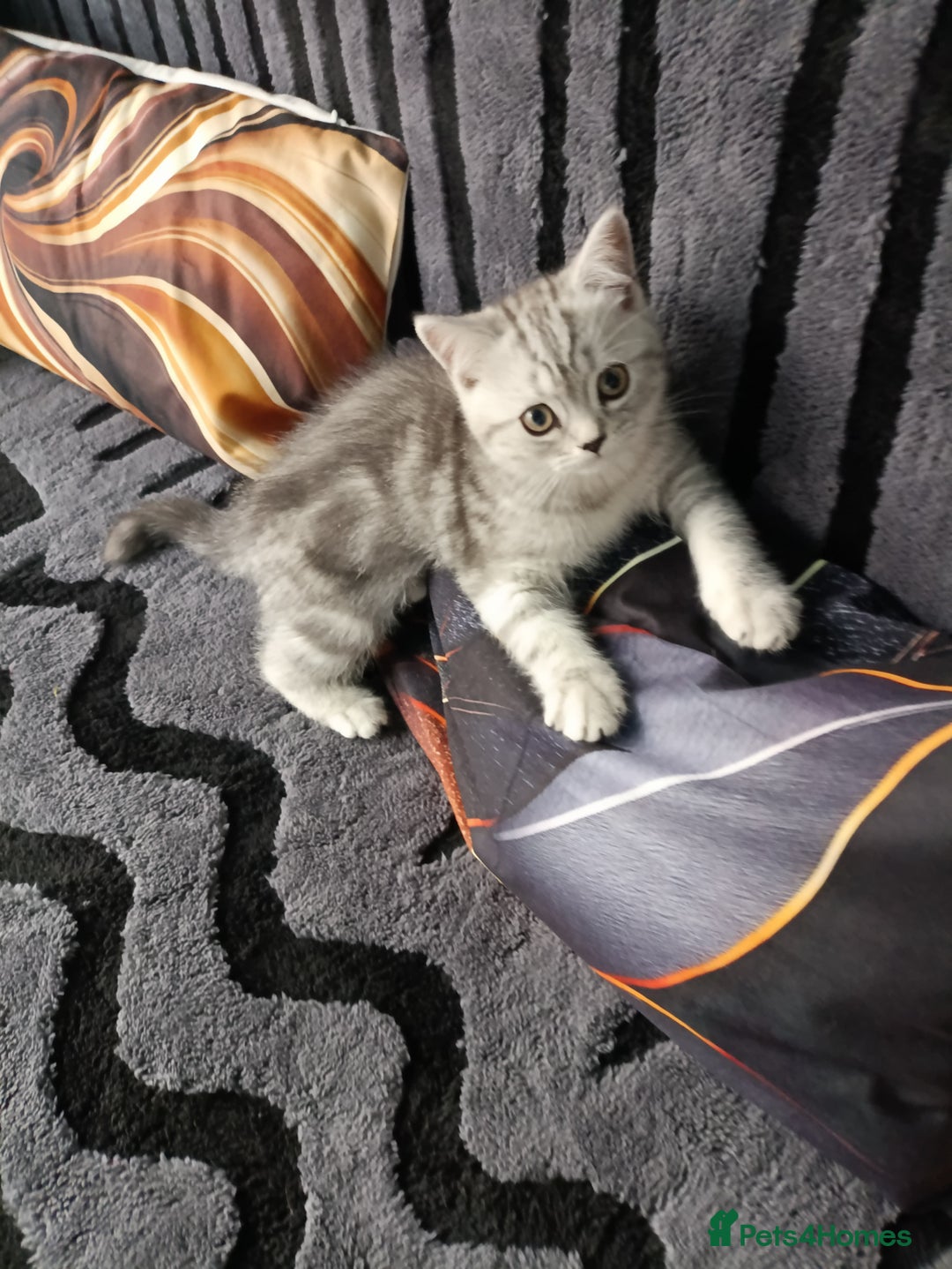 Scottish Fold cats for sale: Scottish fold kittens  - Image 3
