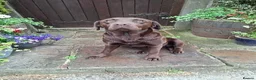 Labrador Retriever dogs for sale: Beautiful KC Registered Chocolate Labrador puppies - Advert 4