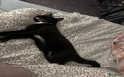 British Shorthair cats for sale: Two male 1 year olds  - Image 4