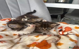 Mixed Breed cats for sale: 4 playful and funny kittens - Advert 4