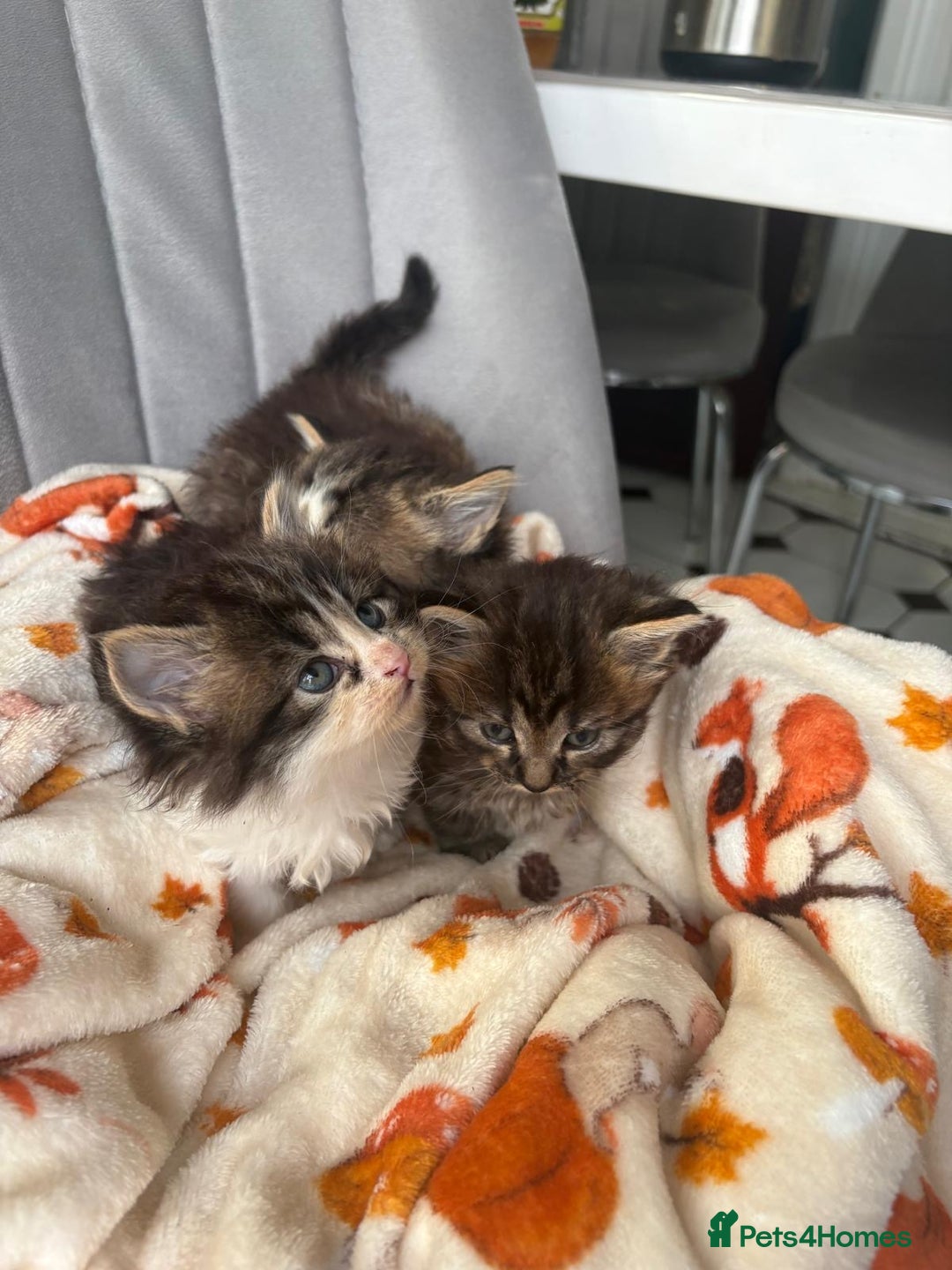 Mixed Breed cats for sale: 4 playful and funny kittens - Advert 4