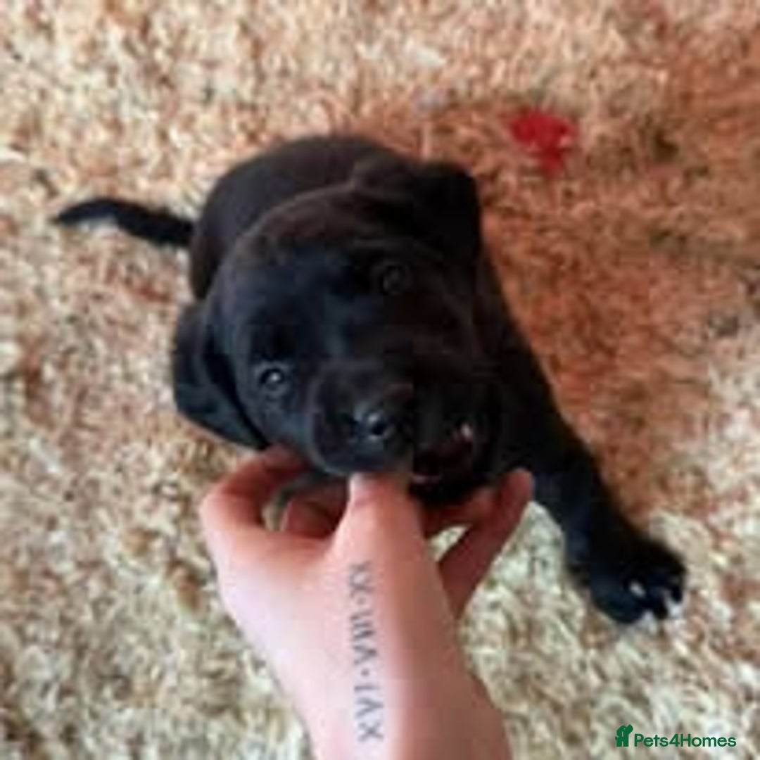 Mixed Breed dogs for sale: The Perfect Family Mid-Sized Pet - Sprocker X Rott - Image 15