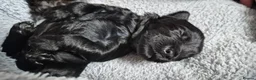 Australian Labradoodle dogs for sale: Australian Labradoodle – Black, Chocolate & Parti - Advert 5