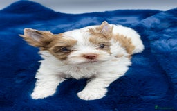 Yorkshire Terrier dogs for sale:  New Litter of Exotic Colourful Yorkshire Terriers - Image 7