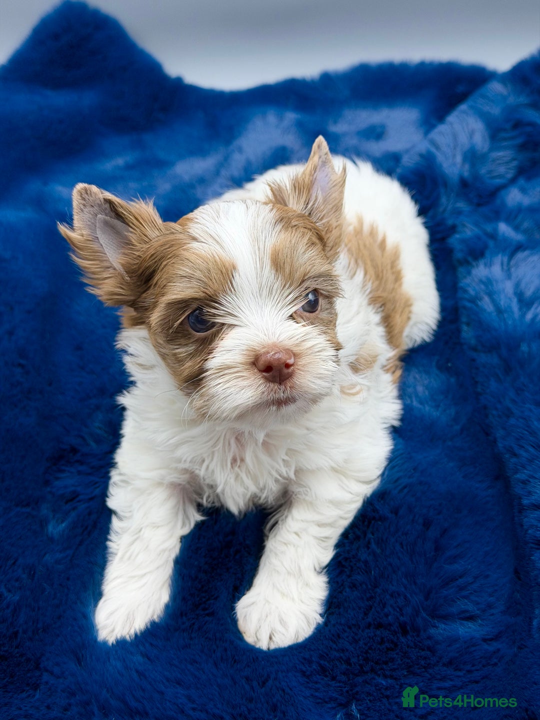 Yorkshire Terrier dogs for sale:  New Litter of Exotic Colourful Yorkshire Terriers - Image 7