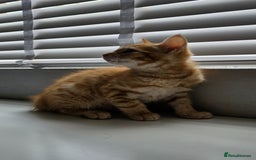 Maine Coon cats for sale: Kittens ready now - Image 4