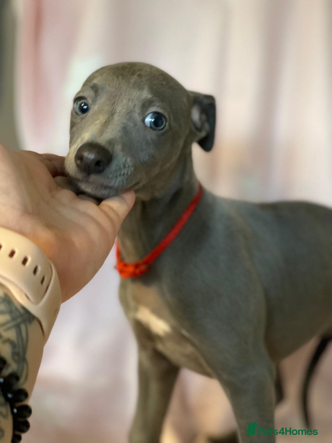Whippet dogs for sale: Blue whippet puppies for sale - Image 21