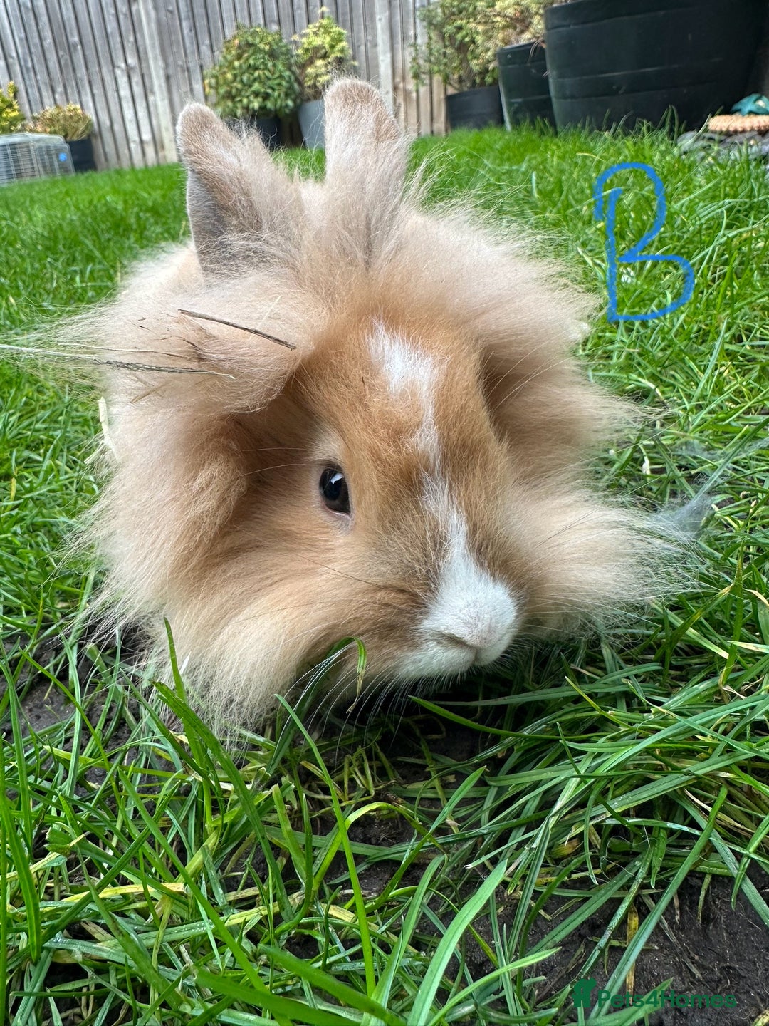Lionhead rabbits for sale: Lionhead Rabbits For Sale  - Advert 10