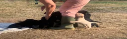 Labrador Retriever dogs for sale: KC REG Labradors, Great pups For sale  - Advert 4