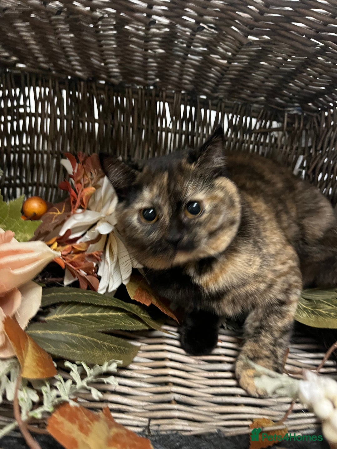 British Shorthair cats for sale: REDUCED Two tortoise shell kittens 5 month old  - Image 9