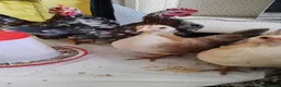Chickens poultry for sale: 2 X trio serama chicks  - Advert 3