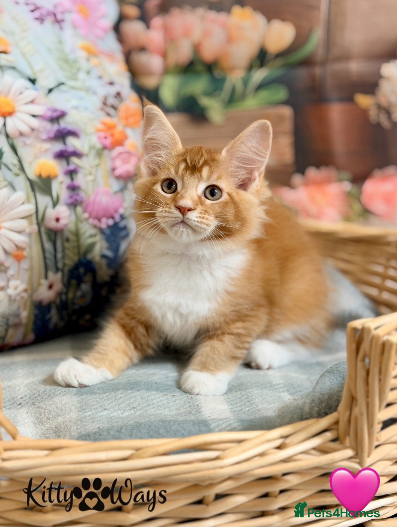Maine Coon cats 🐾🦁 *TICA REG* GINGER MAINE COON KITTENS🦁🐾 - Advert 1