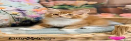 Maine Coon cats for sale: 🐾🦁 *TICA REG* GINGER MAINE COON KITTENS🦁🐾 - Advert 1