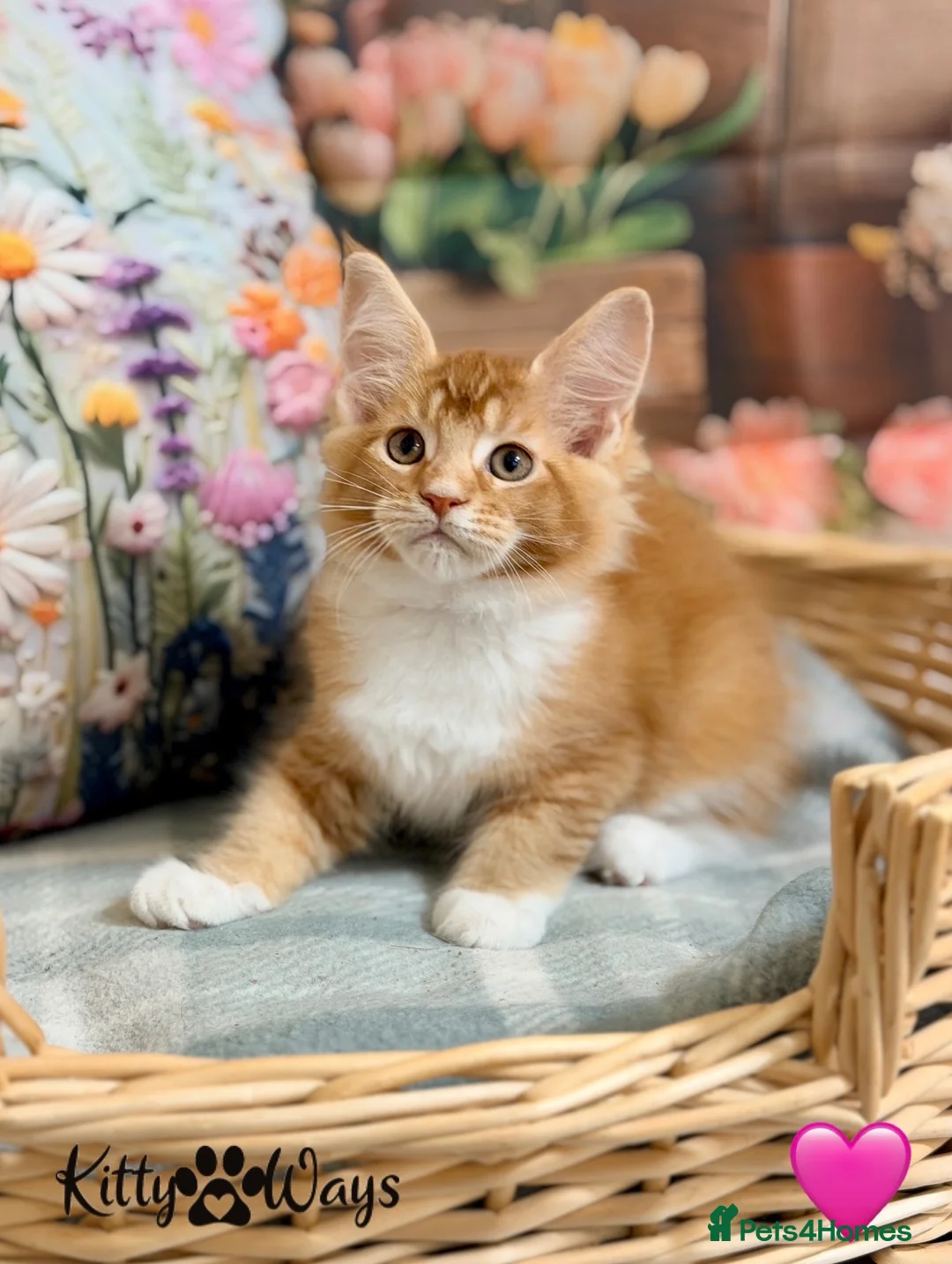 Maine Coon cats for sale: 🐾🦁 *TICA REG* GINGER MAINE COON KITTENS🦁🐾 - Advert 1
