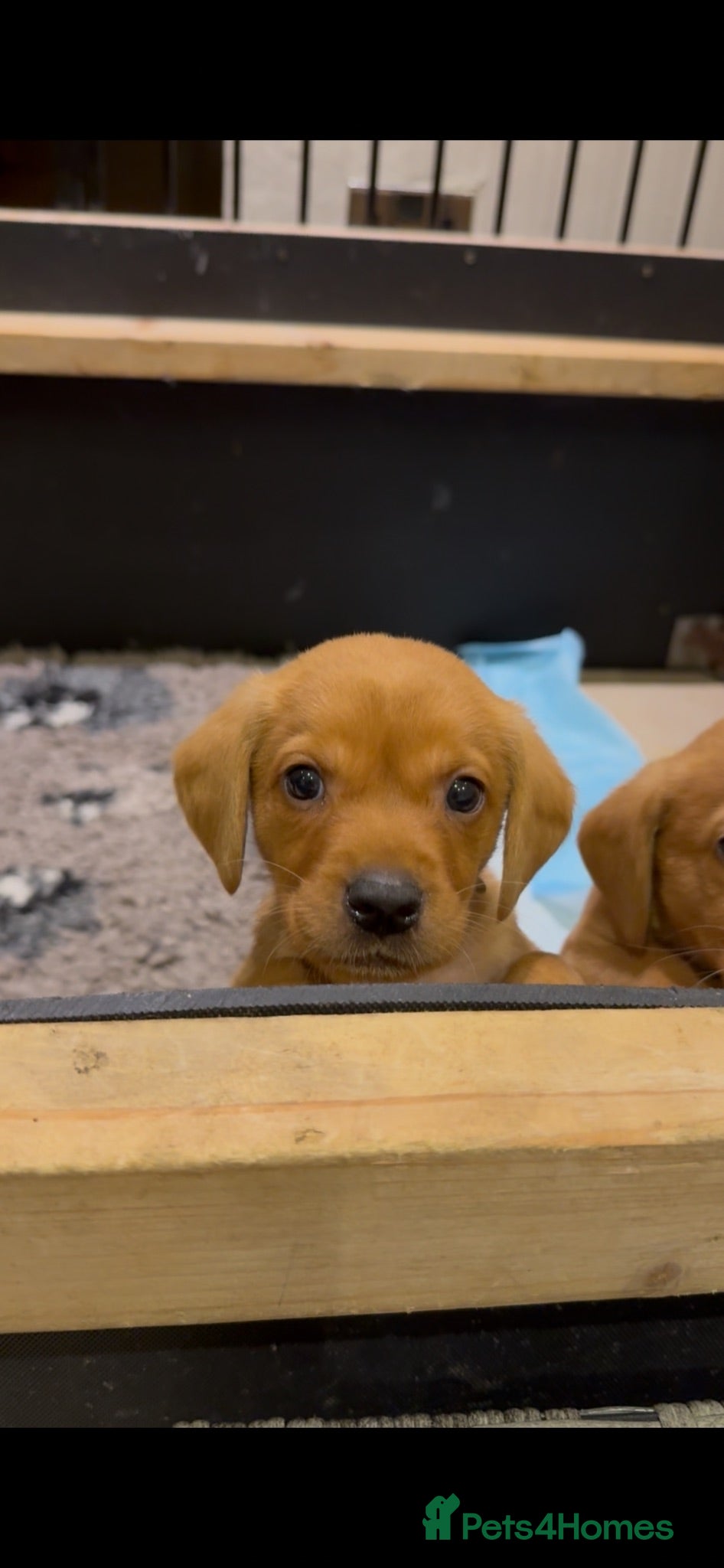 Labrador Retriever dogs Fox Red KC registered Labradors - Advert 2