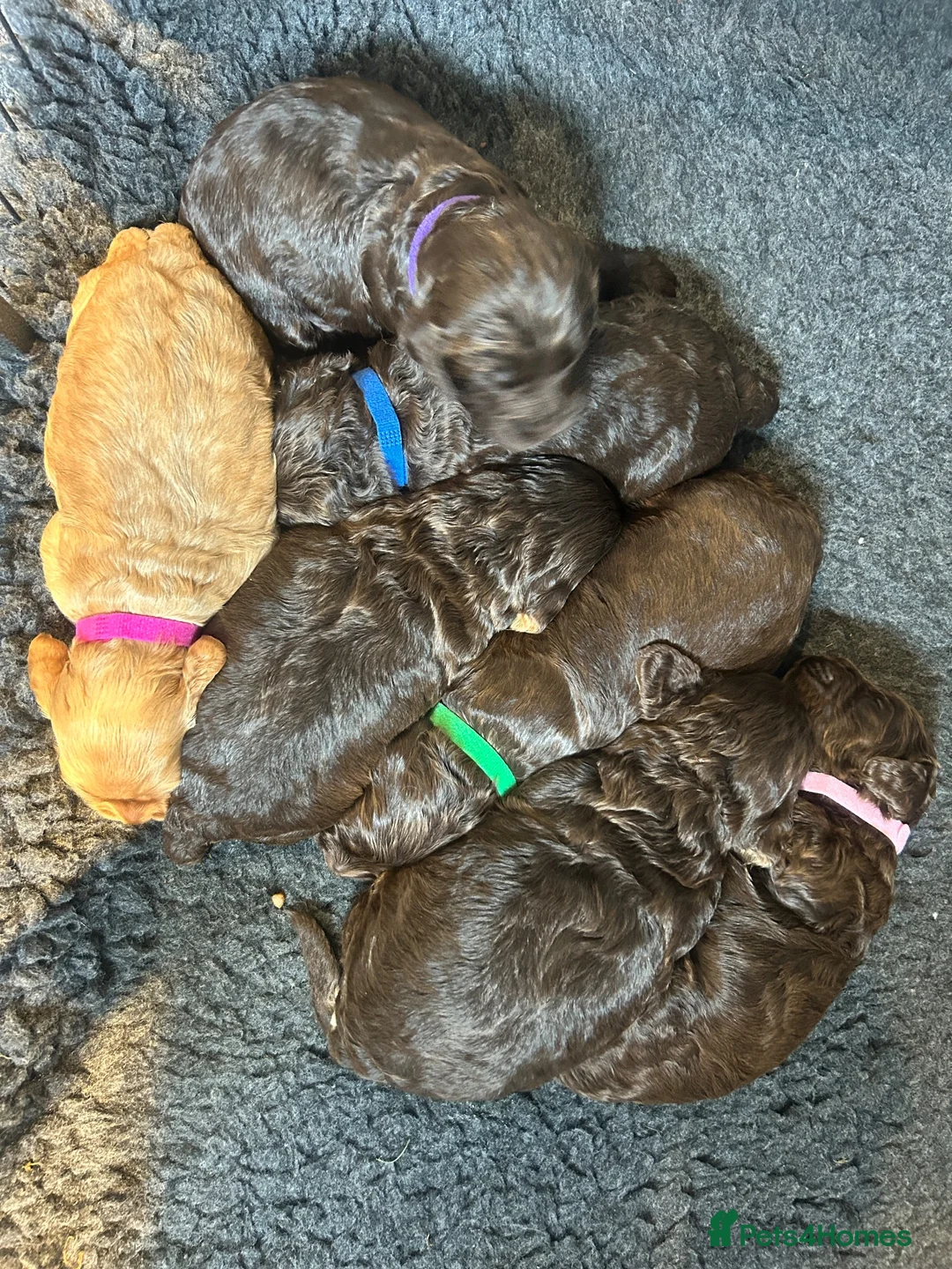 Cockapoo dogs for sale: New Litter Show Type Cockapoo Puppies  - Advert 2