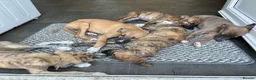 Mixed Breed dogs for sale: Whippet puppies for sale  in Swindon - Advert 7