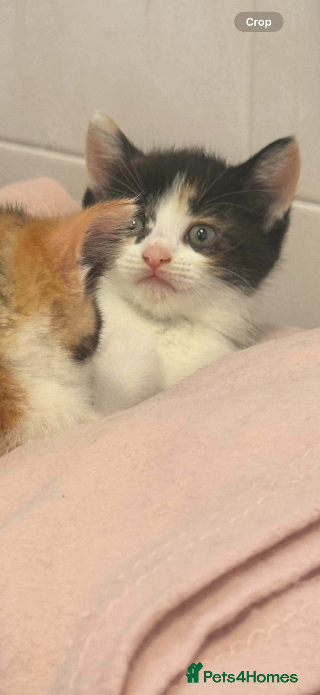 British Shorthair cats for sale: Beautiful kittens  - Image 16