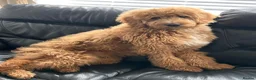Double Doodle dogs for sale: Health and DNA tested Double Doodles - Advert 7