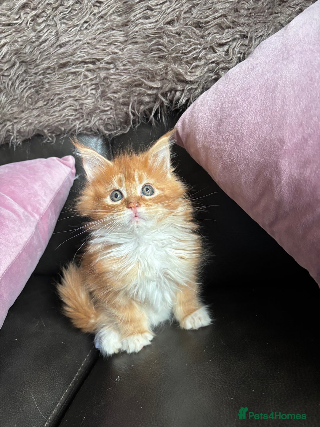 Maine Coon cats for sale: Beautiful Maine Coon kitten Boys - Image 1