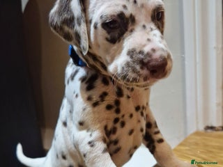 Dalmatian dogs ❤️Top class litter of quality KC Dalmatians❤️ - Advert 14