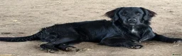 Mixed Breed dogs for sale: Golden Retriever x Springer Spaniel - Advert 3