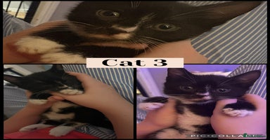 Mixed Breed cats - Advert 15