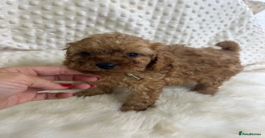 Cavapoo dogs in Brough - Advert 5