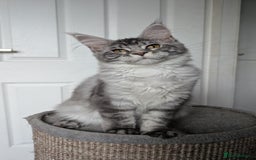 Maine Coon cats for sale:  LAST Black Smoke Maine coon girl available  - Image 17