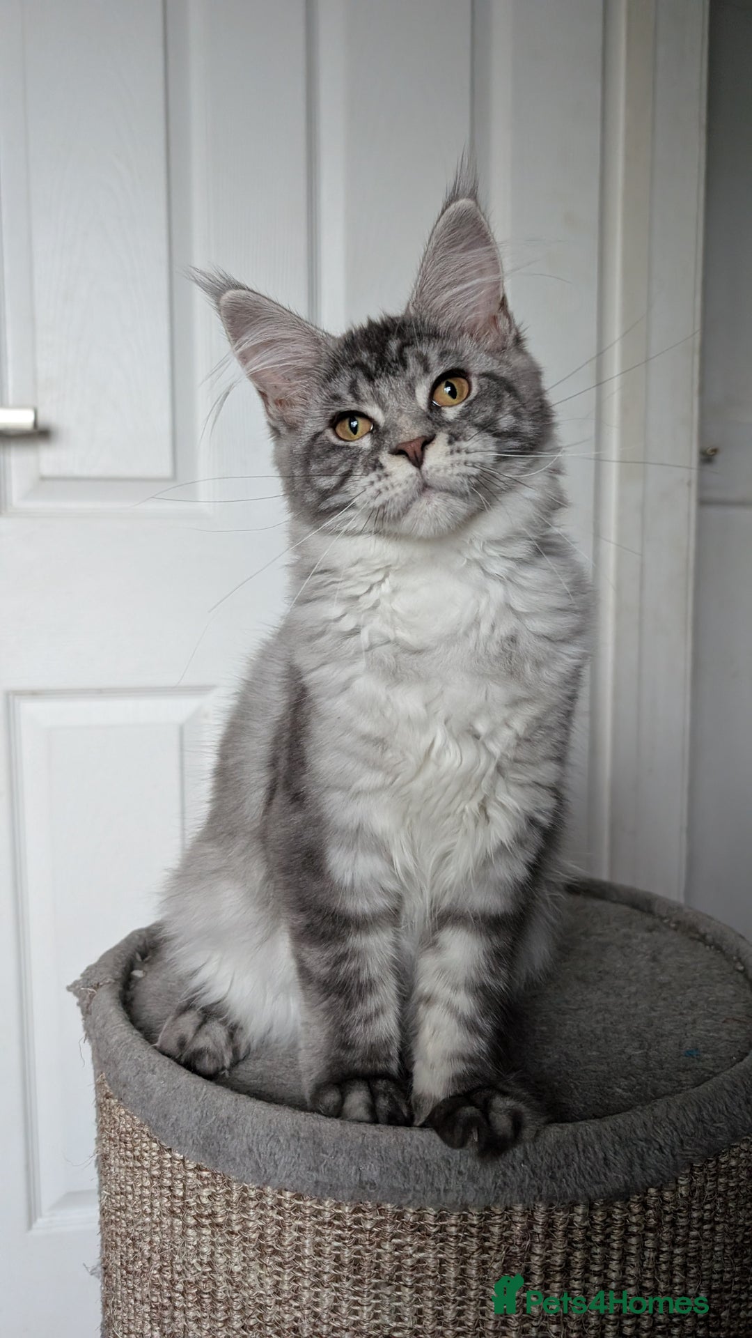 Maine Coon cats for sale:  LAST Black Smoke Maine coon girl available  - Image 17