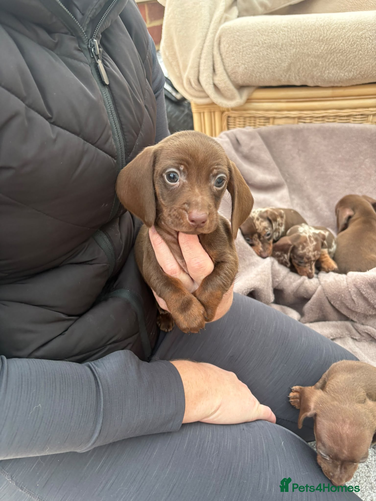 Dachshund dogs for sale: Miniature dachshund puppies  - Advert 2