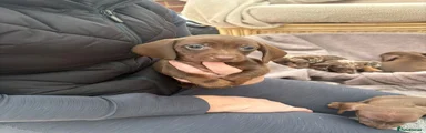 Dachshund 5