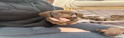 Dachshund dogs for sale: Miniature dachshund puppies  - Advert 2