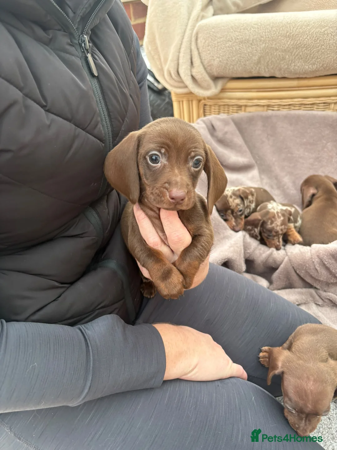 Dachshund dogs for sale: Miniature dachshund puppies  - Advert 2