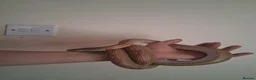 Corn Snake reptiles for sale: Adult male corn snake with 2 vivariums - Advert 7