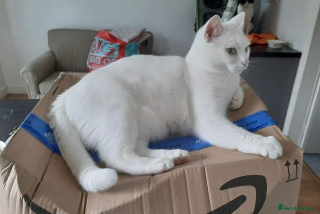 Mixed Breed cats for adoption: Urgent: 6 yr old Button needs new home ASAP - Advert 5