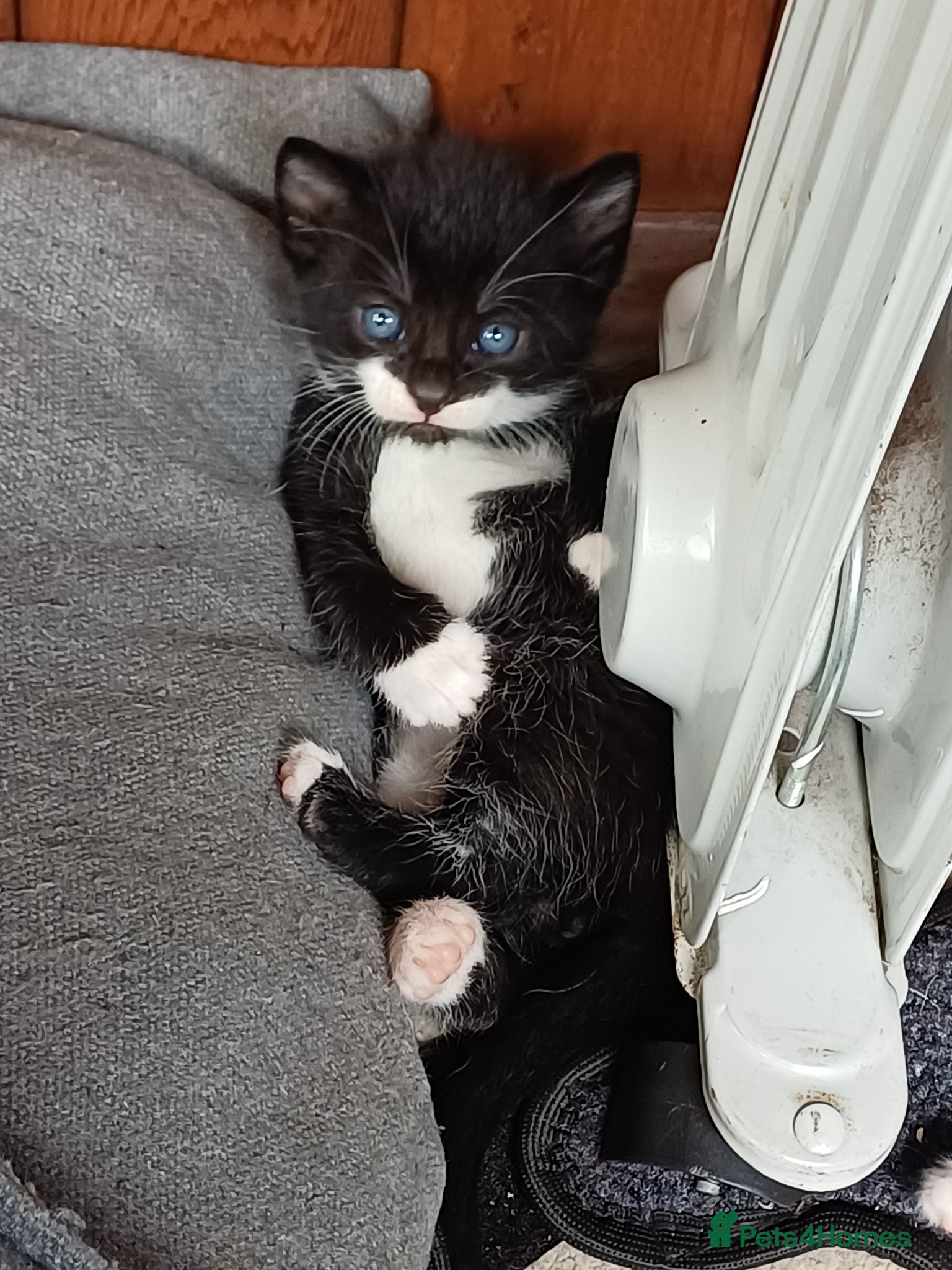 Mixed Breed cats 8 Gorgeous kittens ready to leave in 10 days - Advert 1