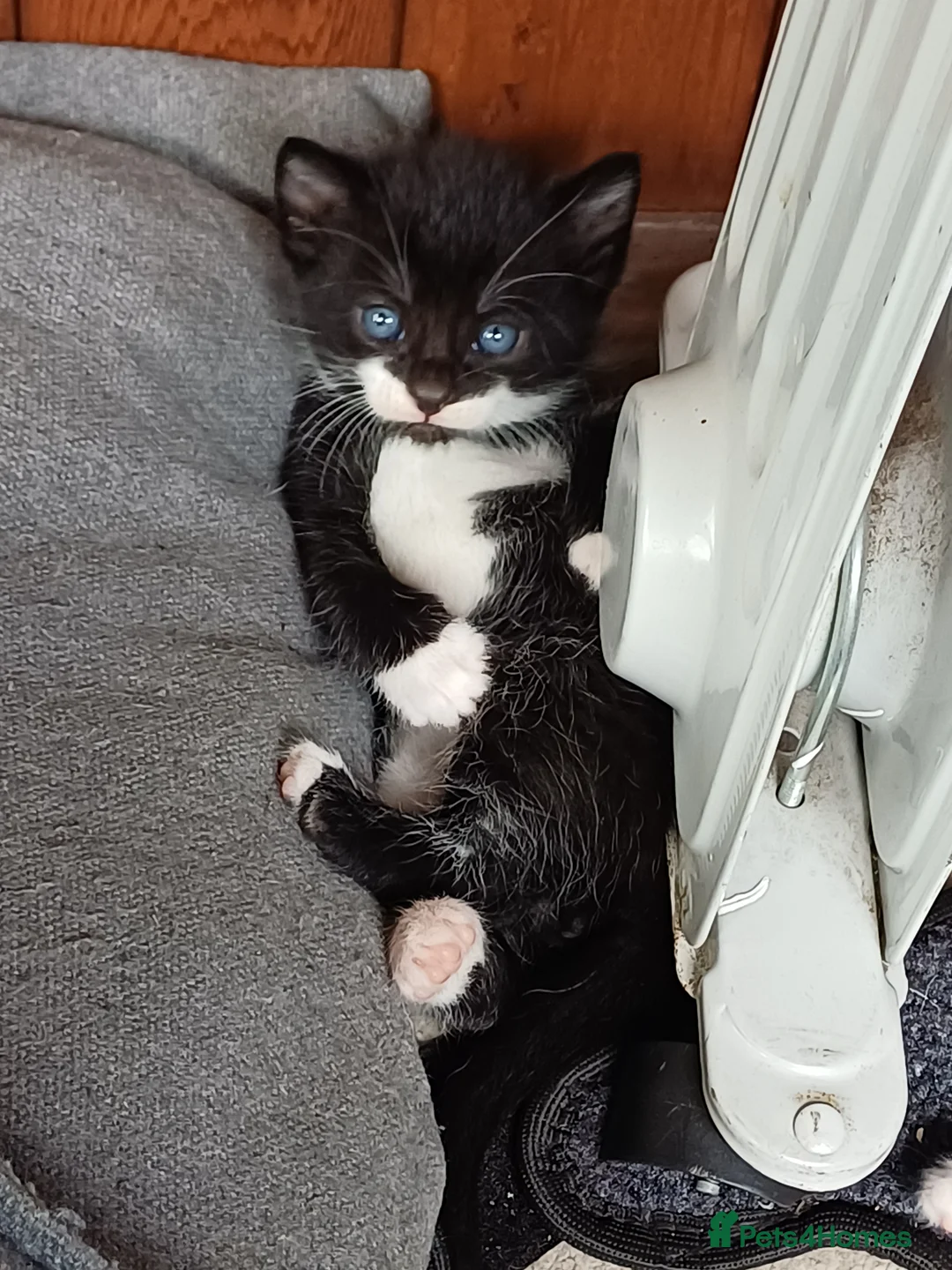 Mixed Breed cats for sale: 8 Gorgeous kittens ready to leave in 10 days - Advert 1