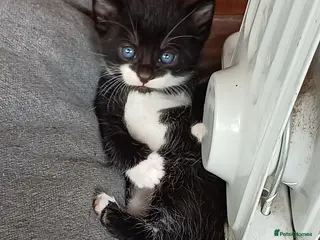 Mixed Breed cats 8 Gorgeous kittens ready to leave in 10 days - Advert 1