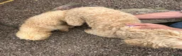 Goldendoodle dogs for sale: F1BB Goldendoodles - Advert 11