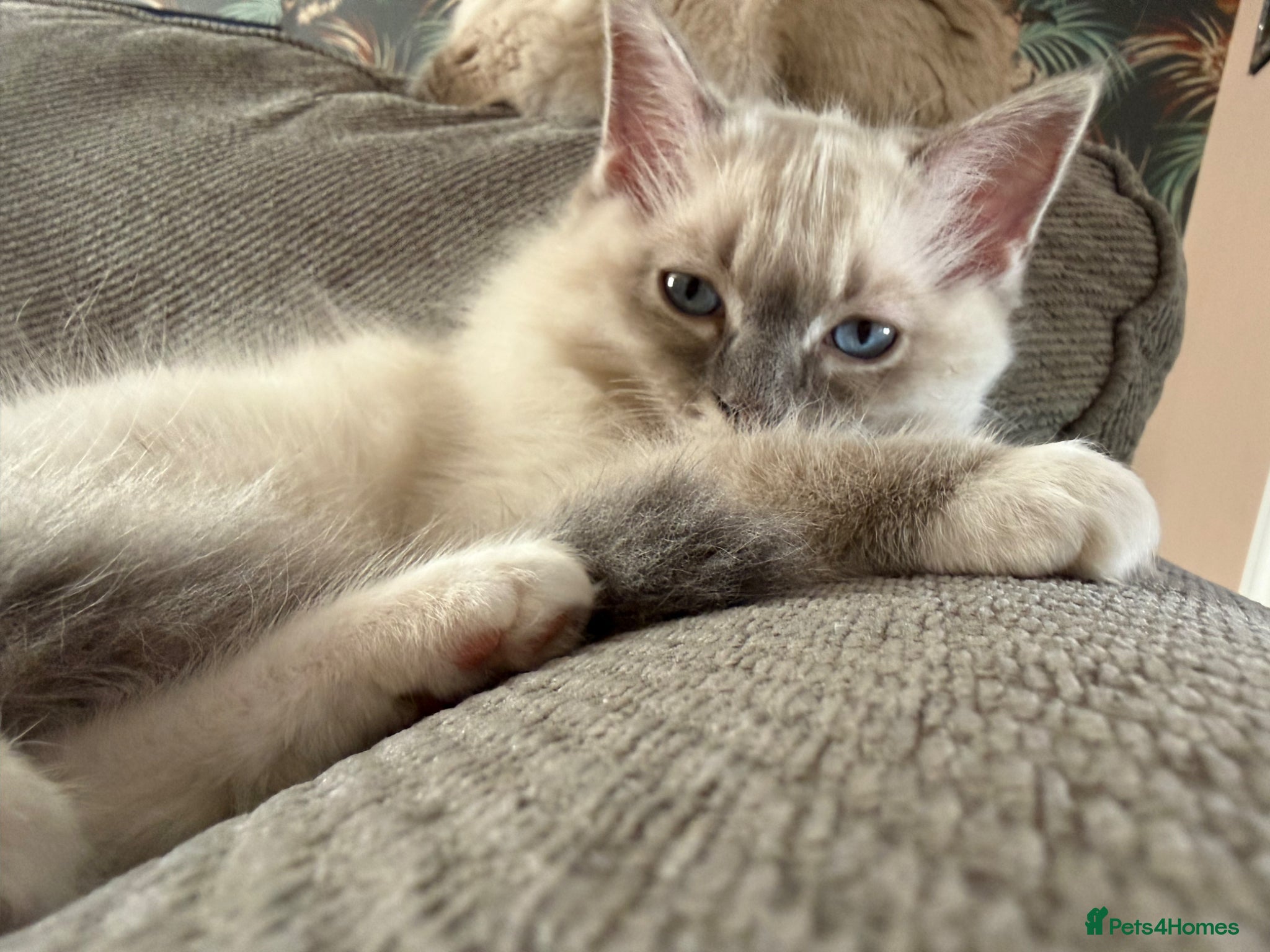 Ragdoll cats Beautiful boy  - Advert 1