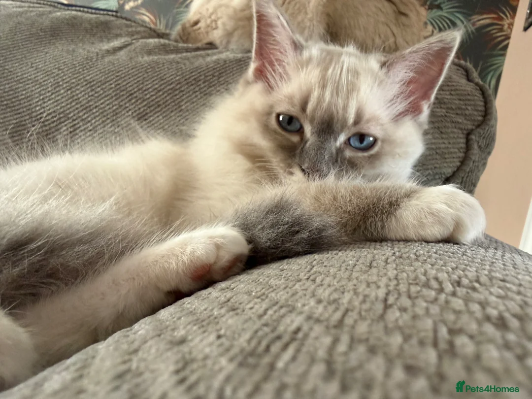 Ragdoll cats for sale: Reserved Mitted blue Lynx 1 left stunning kitten  - Advert 1