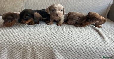 Dachshund dogs - Advert 7
